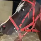 حصان فحل