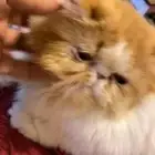 قطة مسجلة بكي فيس