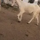 للبيع جفره جذعه مشروكه