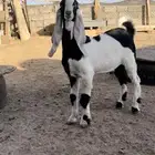 مشروع فحل صنف