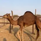 بكره ساحليه