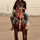 حصان شيخ طرب