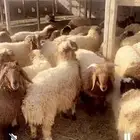 بهم نعيمي عدد85للبيع
