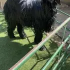 طلي نجدي ادلم