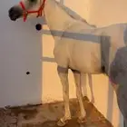 حصان شعبي
