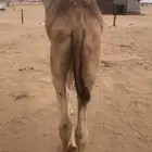 قعود مفرود تحت امه