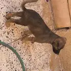 كلب هجين جيرمني للتبني