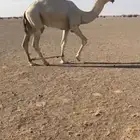 قعود رماني اوضح