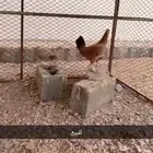 دجاجه بلدية عليه 3 فروخ كفو البيع
