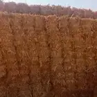 ذره شامية