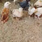 صيصان للبيع