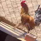 ديك و دجاج 2. بلدي سليم