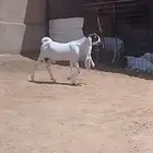 جفرحجازي ابيض معرف تعريف قوي خصم الخصم