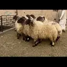 غنم نعيم فاخره