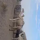 إبل ذود نياق مغاتير للبيع مع كامل معداتها