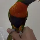 لوري اليف متكلم