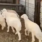 طليان حبص للبيع