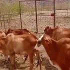 حسلان لباني