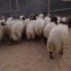 جذع نعيم جبر