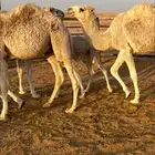 مفرود مفاريد قعدان قعود حاشي حشو قصب