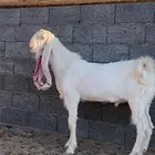 تيس فحل السن ثني