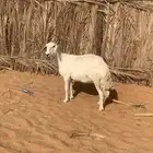 حريه مقنوي