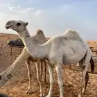 بكره مزيونه