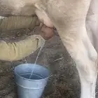 بقره المانيه