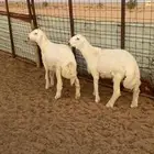 مشاريع فحول حريات صنف الصنف نوادر ..