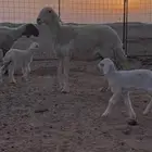 حريات متابيع