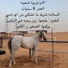 فرس عربية شعبية