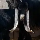 تم البيع تم البيع