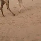 خلفه عشرا شقحا بكر سنها جذعه رمانيه بنتها بكره علاولد غرنوق