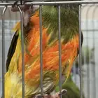 جوز ببغاء سنغالي اليف ( يوجد تابي وتمارا )