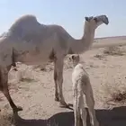 خلفه وضحى مصغر