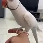 ذكر درة هولندي دايلوت ثلجي مميز