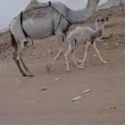 للبيع خلفه وضحا كفو معها قعود (( تم البيع))