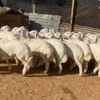 غنم حريات صنف