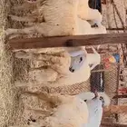 ذبايح حري طليان نظيفه