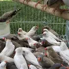 للبيع عشة زيبرا