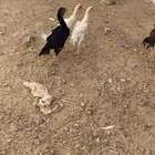 دجاج شامو للبيع