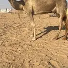 ضروبه كفوو