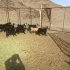 تيوس وجفار للبيع