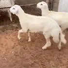 خروفين حري