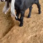 جفره معرفه