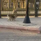 كلب ضايع في حديقه الحمر اعرف موقعه وين