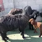 رغايث عرب طيبه