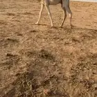 للبيع قعود رماني امه طيبه وابوه كفو ومنتج ومعروف