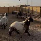 غنم نعيم مراح