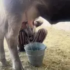 بقره سويسريه